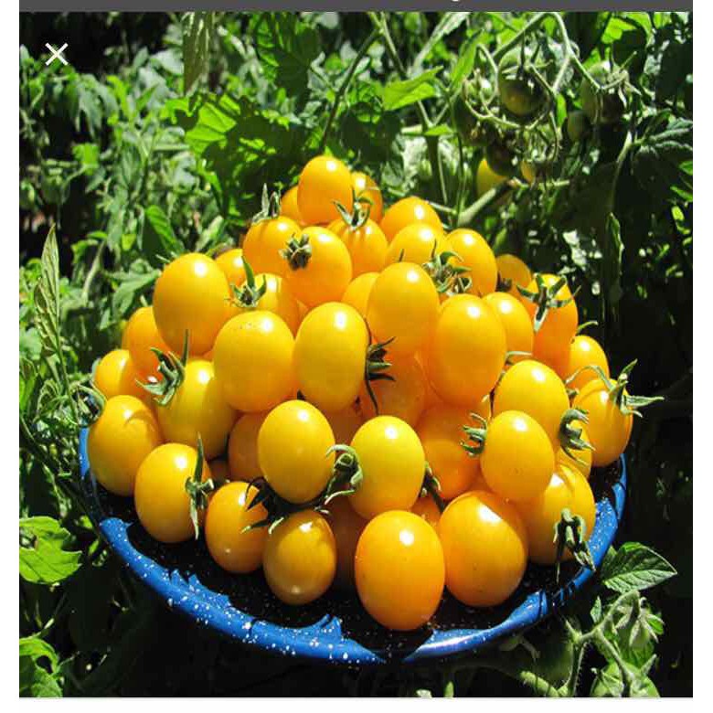 HẠT GIỐNG CÀ CHUA BI LÙN F1 QUẢ VÀNG - GÓI 0,1 GRAM