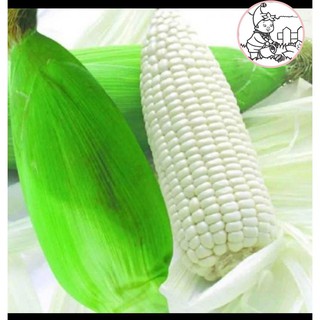 HẠT BẮP NẾP NÙ - GÓI 100 GRAM