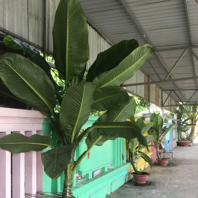 Đại phú gia cây con- ship hàng thứ 2