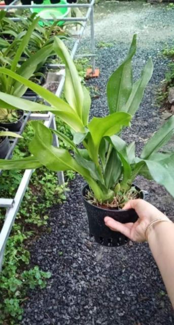 Lan Vũ Nữ Hoàng Hậu Xanh Cây Trưởng Thành đẹp