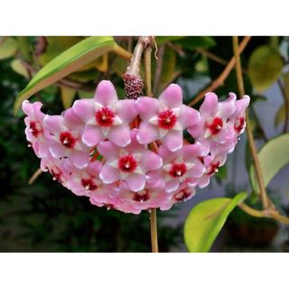 Cẩm cù hồng trưởng thành sắp hoa