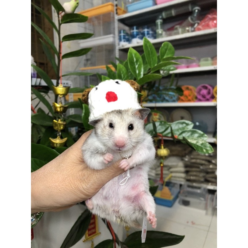 Nón Len Cho Thú Nhỏ Hamster, Sóc, Bọ - Mẫu Mặt Gấu