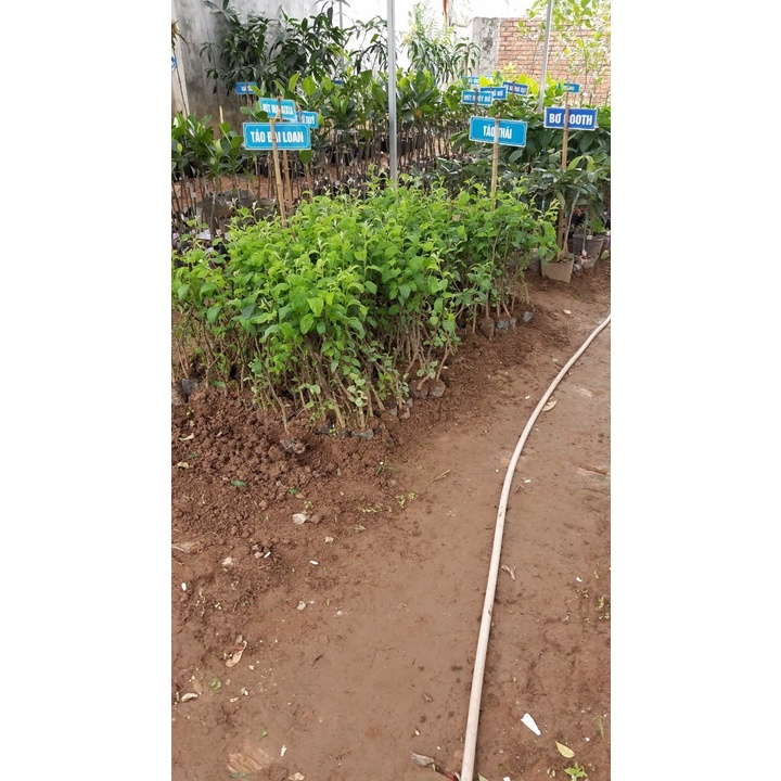 Cây táo T5 giống mới