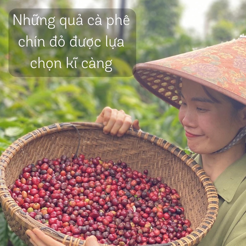 Cà phê rang xay nguyên chất Blend Robusta và Arabica, gu vừa chua dịu thơm tinh tế, cà phê hạt