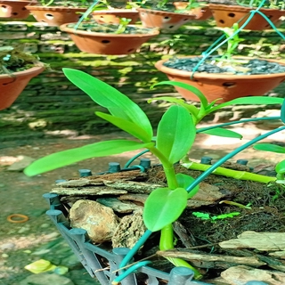 (GIẢM GIÁ) Phi điệp 5ct bảo duy hàng cấy mô