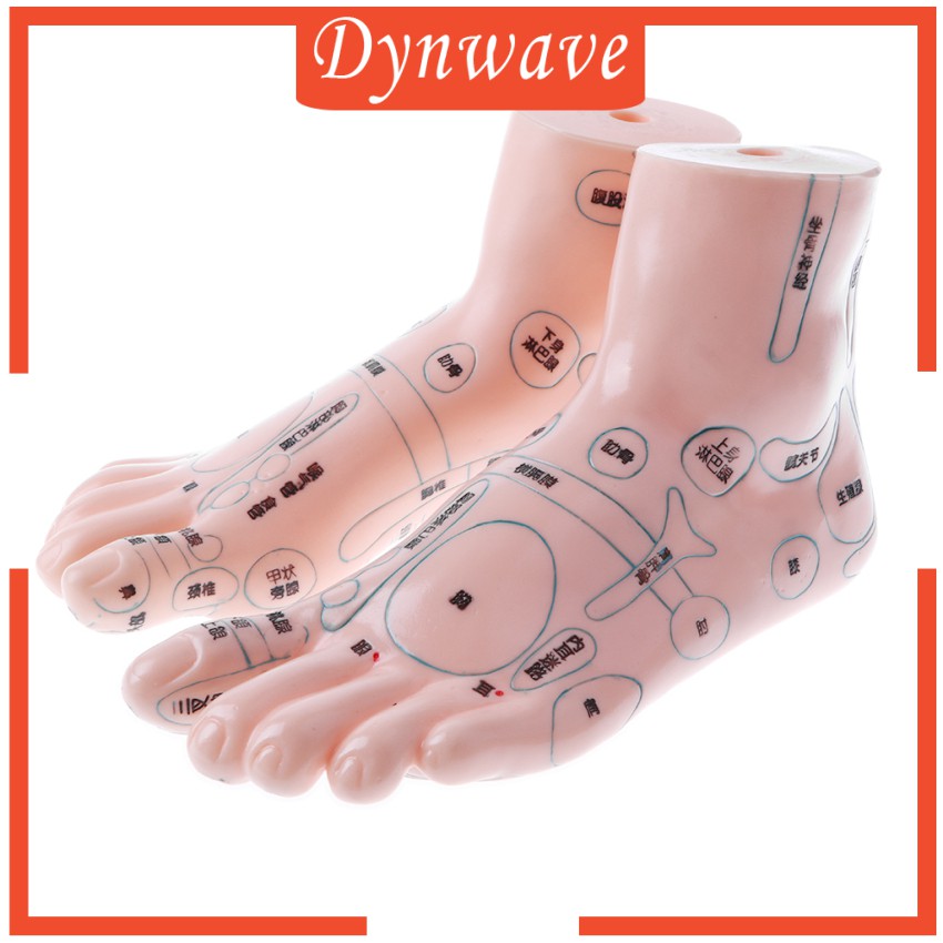 Mô Hình Châm Cứu Mát Xa Chân 19cm