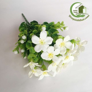 Bụi cây hoa lài tây màu trắng cao 33cm