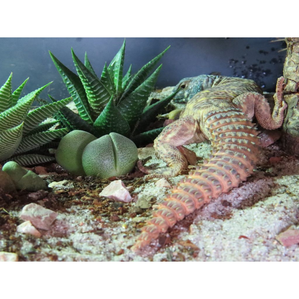 Phụ kiện thuỷ sinh Nấm Aquatools | Gói Dịch Vụ Hậu Mãi - After Sales