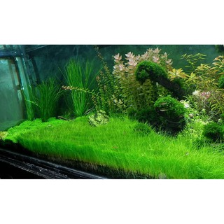NGƯU MAO CHIÊN_CỎ NỀN KHÔNG CẦN CO2