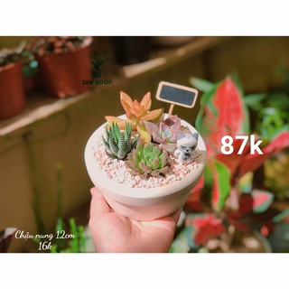 chậu đất nung 12 cm .