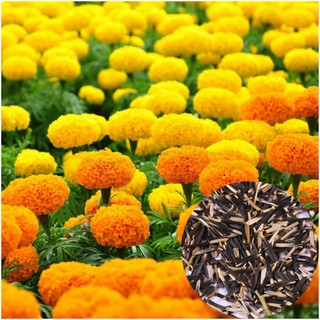 [Túi zip] Gói 100 hạt giông hoa cuc vạn thọ Mỹ nhiều màu, hạt giống hoa vạn thọ F1