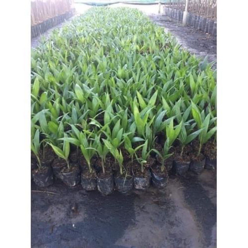 COMBO 30 cây cau lùn tặng 1 cây