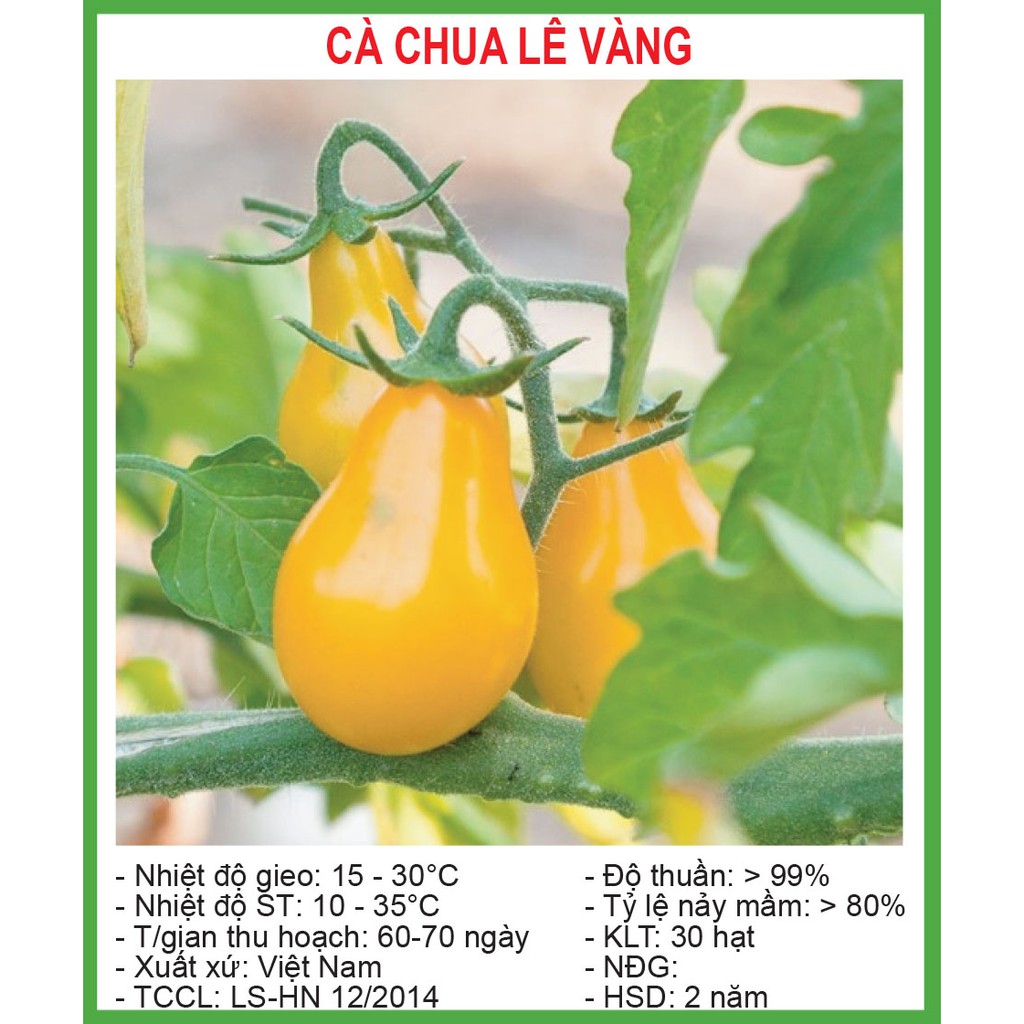 Hạt Giống Cà Chua Lê Vàng 30 Hạt/ Gói