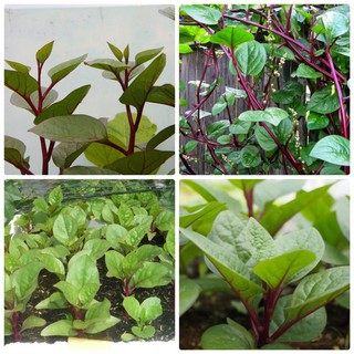 Hạt Giống Mồng Tơi Đỏ gói 2 gam