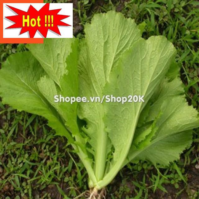 Giống Cải Bẹ Xanh mỡ