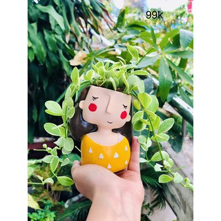 Chậu lan đôla, lan hạt dưa kèm chậu cô gái