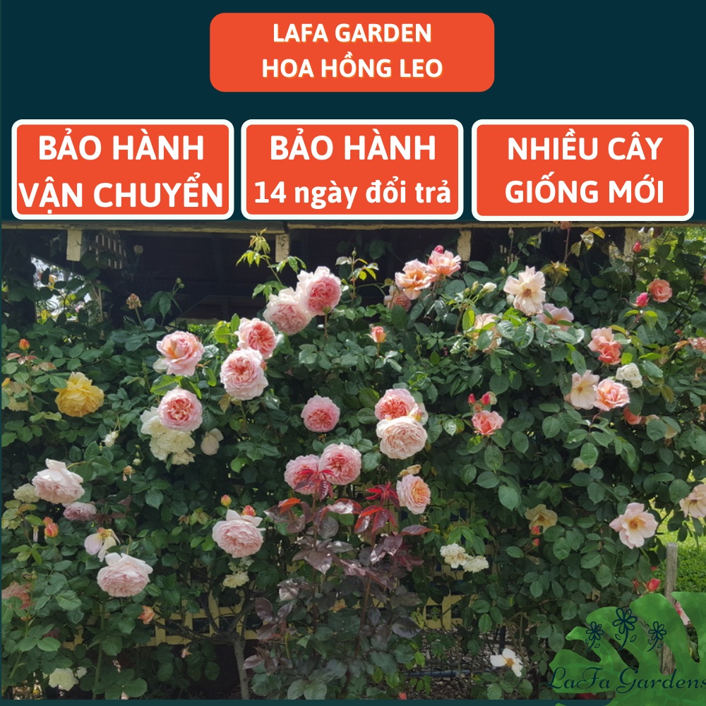 Cây hoa hồng leo Abraham Darby, giống hoa hồng leo David Austin hoa màu cam, Combo cây hoa kèm phân bón hữu cơ Eco root