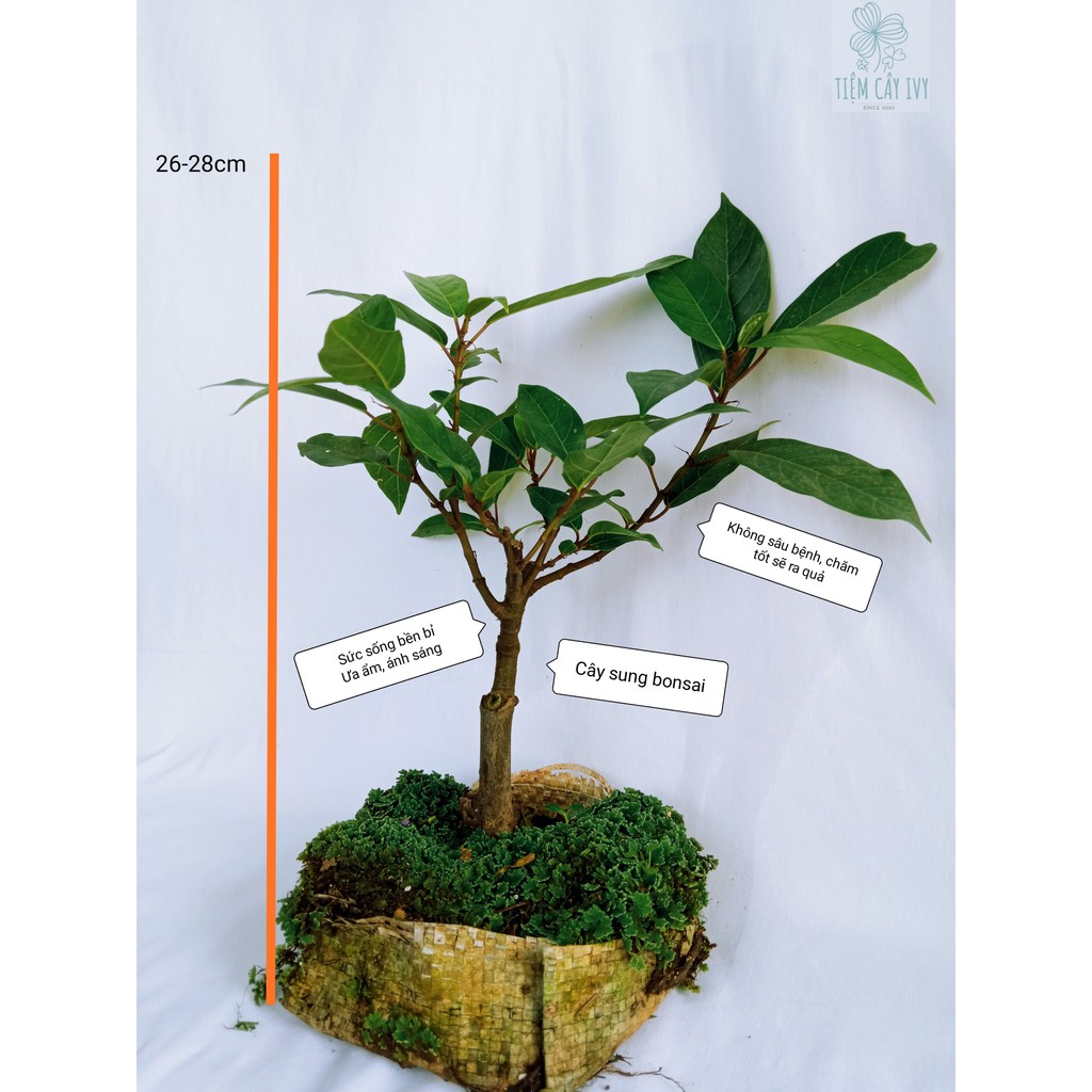 Cây sung mini bonsai trồng trong chậu nhỏ để bàn