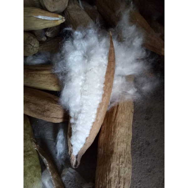 COMBO 2 KG BÔNG GÒN TỰ NHIÊN 100%