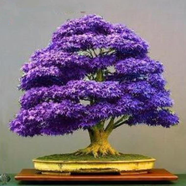 20 hạt giống cây lá phong nhật bản bonsai