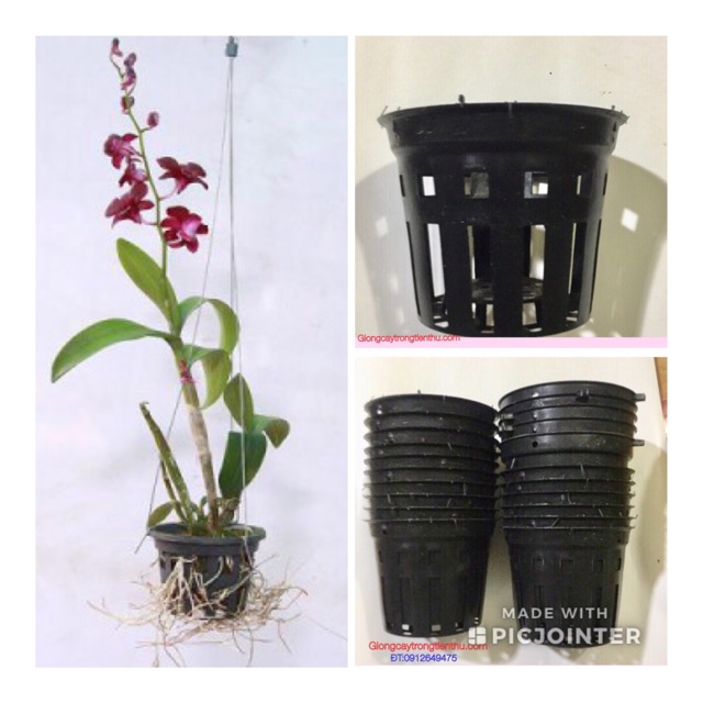 COMBO-5 CHẬU NHỰA ĐEN TRỒNG LAN PHI 12