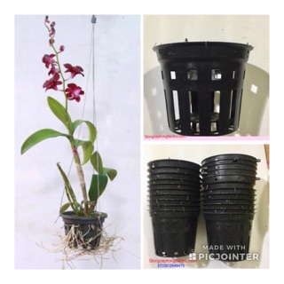COMBO-5 CHẬU NHỰA ĐEN TRỒNG LAN PHI 12