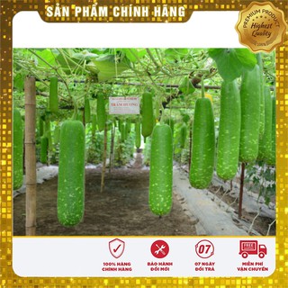 Hạt giống bầu lai F1 - 2gr