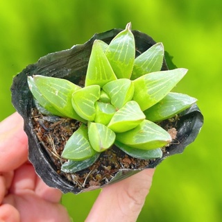 Sen đá guốc 5-7cm - Vườn sen đá