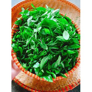 [free ship] Trà Búp Thái Nguyên Đặc Sản 100g (Đặc Sản Chè Tân Cương) Thơm Ngon | BigBuy360 - bigbuy360.vn