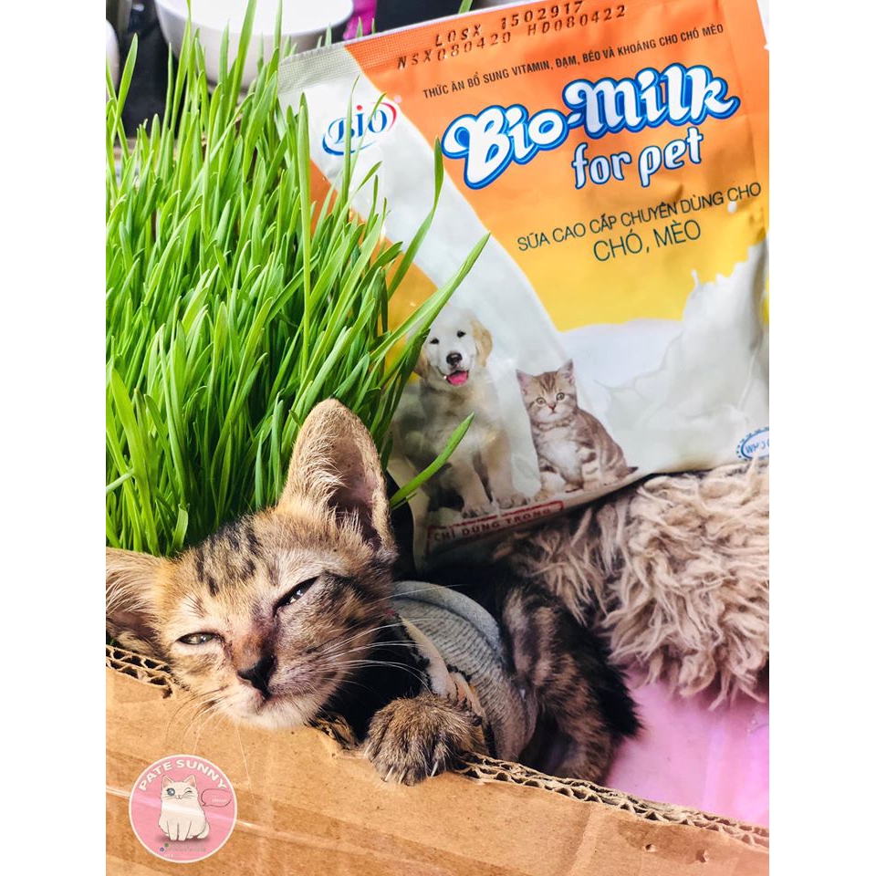 Sữa Bio Milk dành cho chó mèo sơ sinh