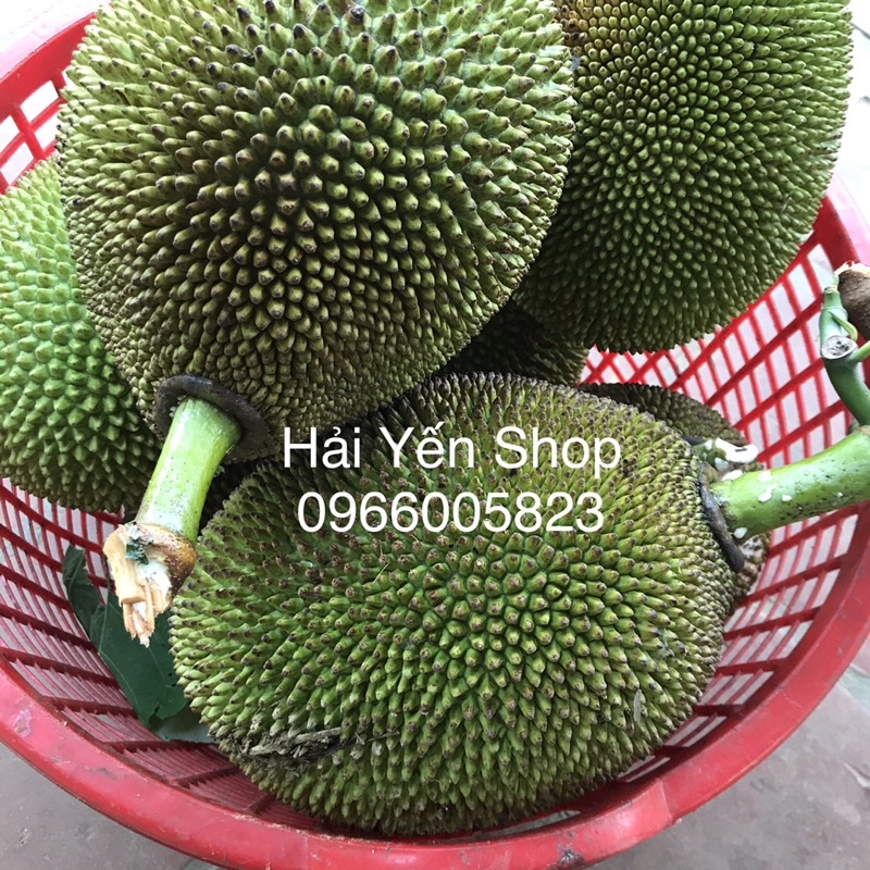 1 quả mít quê 2,8~4,5kg