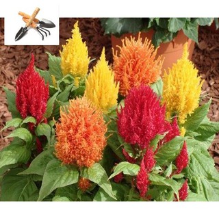 ⚡️ HẠT GIỐNG HOA MÀO GÀ LỬA MIX⚡️ SIÊU DỄ TRỒNG TRỒNG HOA TẾT