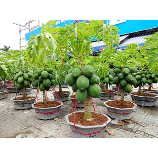 Gói 5 Hạt giống đủ đủ lùn F1 Ruột Đỏ, cây sinh trưởng khỏe - Quả To