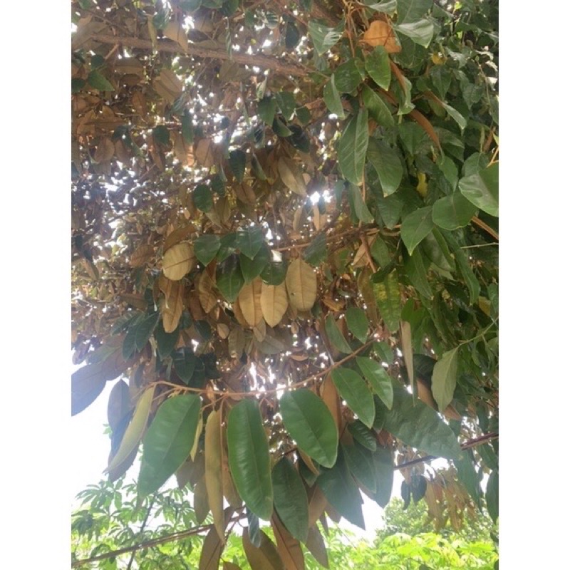 300g lá vú sữa sạch hỗ trợ người bị dạ dày