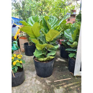 Cây bàng Singapore (loại 2 .3ngọn cao 80cm) tặng kèm phân bón