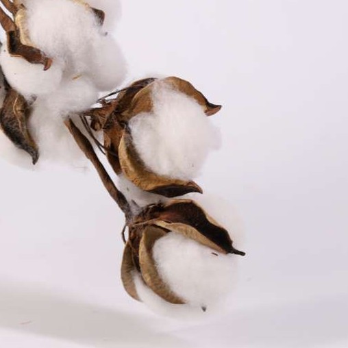 HOA BÔNG GÒN Trang trí Tết, Valentine Sinh Nhật quán cafe, phòng khách, phòng ngủ Decor