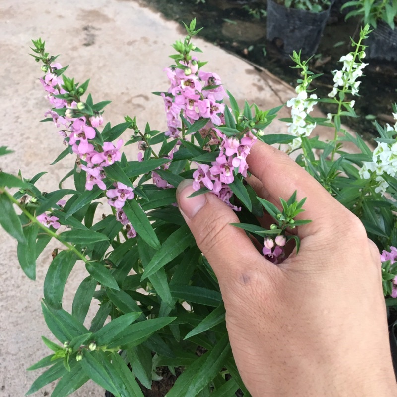 Cây Hoa Ngọc Hân  Bầu Cây Xum Đã Có Hoa