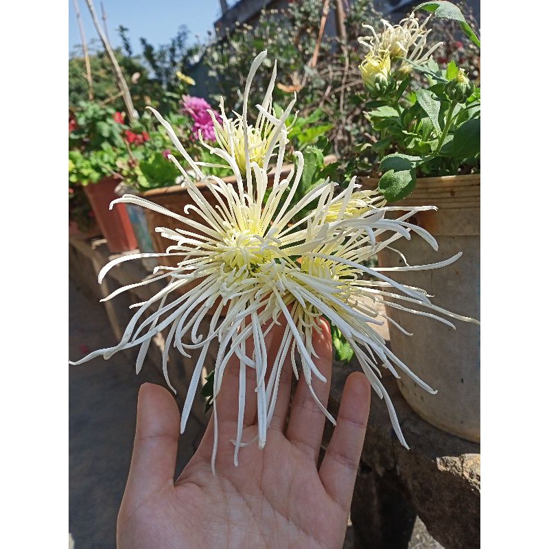 Cúc khổng tước mix màu (cây giống)