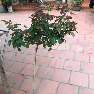 Tree ghép cao hoa hồng ngoại
