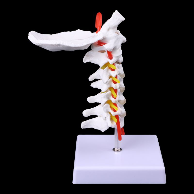 Wer Mô Hình Cột Sống Giải Phẫu Cột Sống Động Kích Thước Lớn