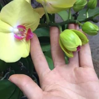 Lan hồ điệp sẵn ngồng hoa