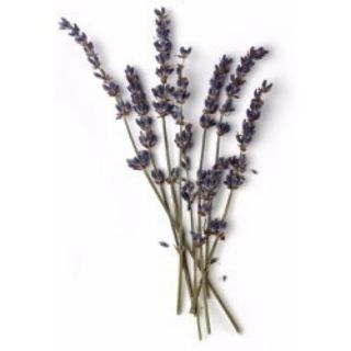 20 Lavender trang trí chụp ảnh decor
