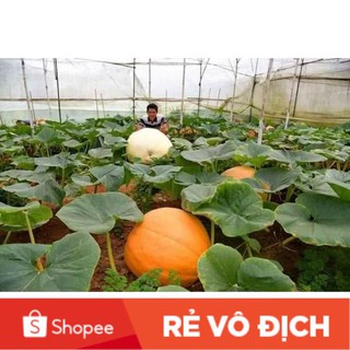 5 hạt bí ngô siêu khổng lồ🍊🍊🍊 ĐỘC LẠ 🍊🍊🍊
