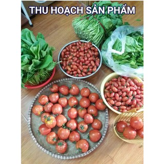 Hạt Giống Cà Chua Dễ Trồng