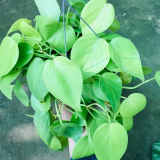 Trầu bà tim vàng gáo dừa