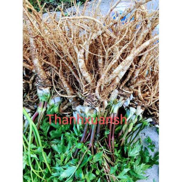 Sâm đương quy Sìn Hồ _ Lai Châu