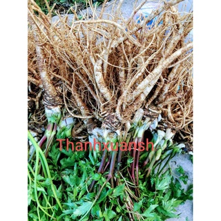 Sâm đương quy sìn hồ _ lai châu