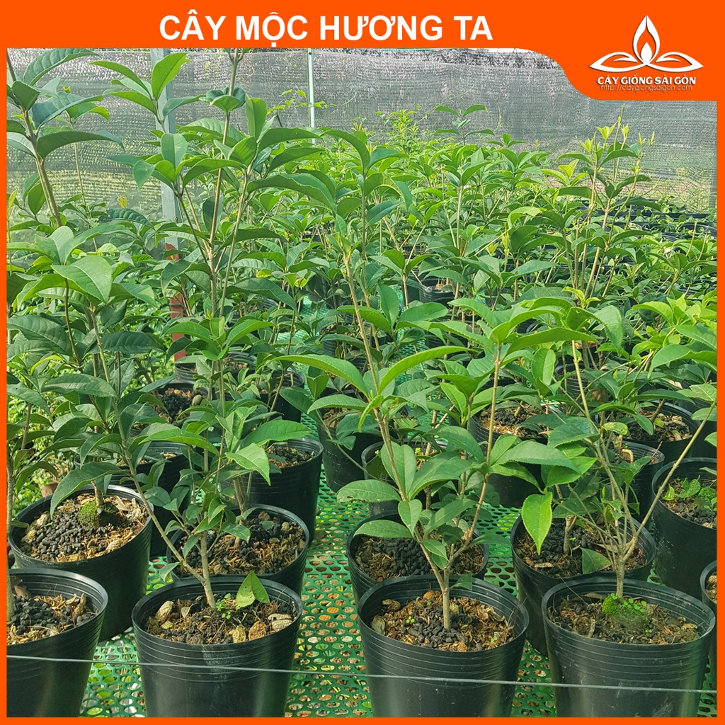 Combo 2 cây mộc hương ta 45-50cm hoa thơm