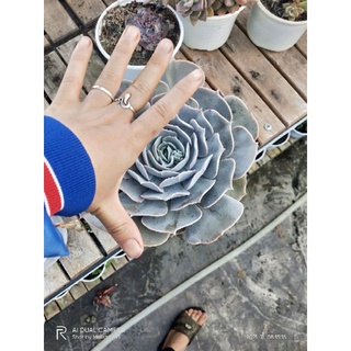 Sen đá phấn hồng size 20cm