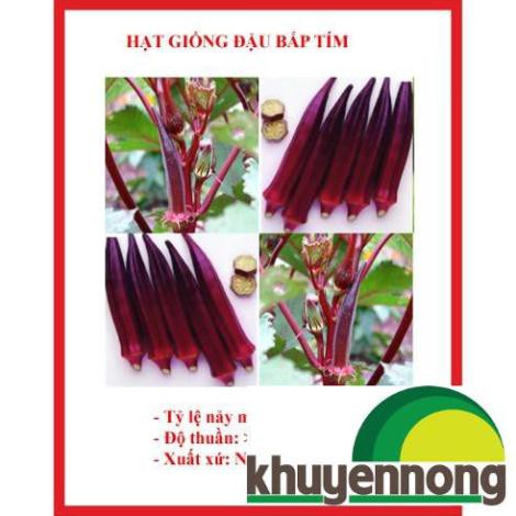 40 Hạt giống đậu bắp tím đậu băp tím